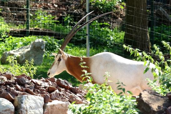 Säbelantilope Zoo Vivarium Darmstadt 2019