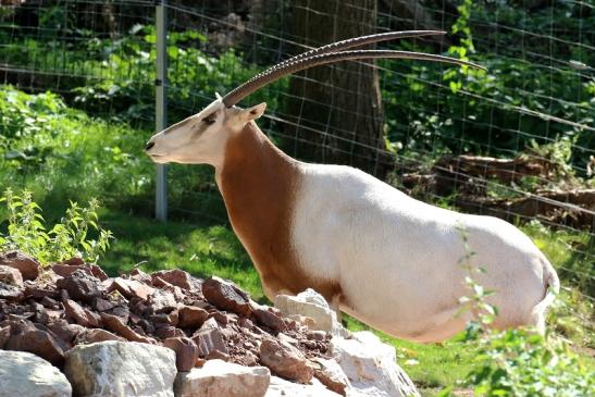 Säbelantilope Zoo Vivarium Darmstadt 2019