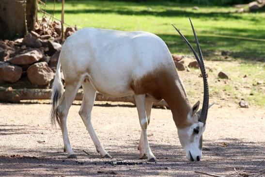 Säbelantilope Zoo Vivarium Darmstadt 2019