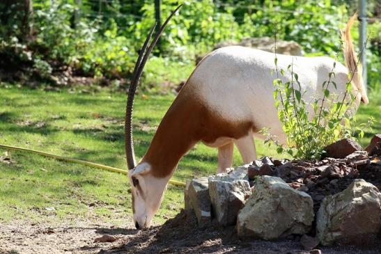 Säbelantilope Zoo Vivarium Darmstadt 2019