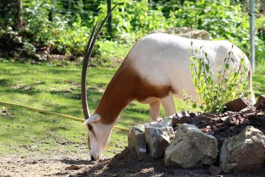 Säbelantilope Zoo Vivarium Darmstadt 2019