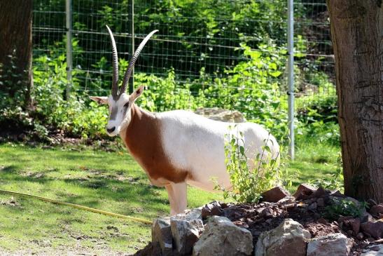 Säbelantilope Zoo Vivarium Darmstadt 2019