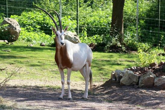 Säbelantilope Zoo Vivarium Darmstadt 2019