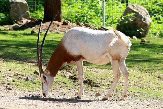 Säbelantilope Zoo Vivarium Darmstadt 2019