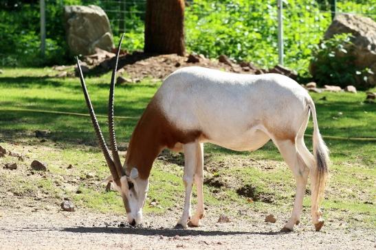 Säbelantilope Zoo Vivarium Darmstadt 2019