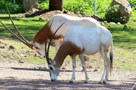 Säbelantilope Zoo Vivarium Darmstadt 2019