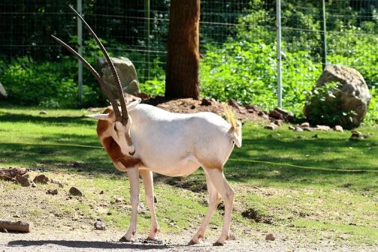 Säbelantilope Zoo Vivarium Darmstadt 2019