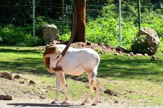 Säbelantilope Zoo Vivarium Darmstadt 2019