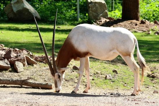 Säbelantilope Zoo Vivarium Darmstadt 2019