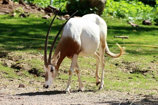 Säbelantilope Zoo Vivarium Darmstadt 2019