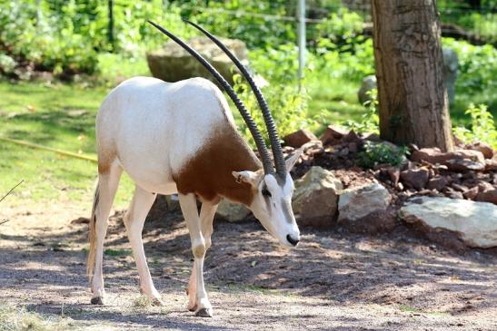 Säbelantilope Zoo Vivarium Darmstadt 2019