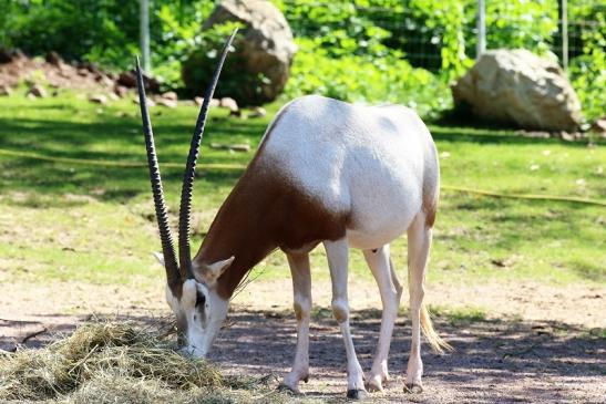 Säbelantilope Zoo Vivarium Darmstadt 2019