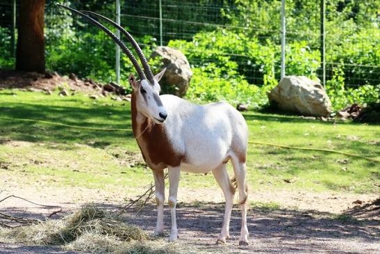 Säbelantilope Zoo Vivarium Darmstadt 2019