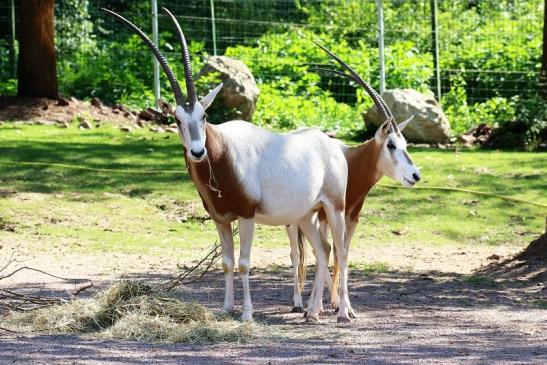 Säbelantilope Zoo Vivarium Darmstadt 2019