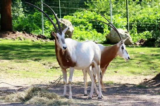 Säbelantilope Zoo Vivarium Darmstadt 2019