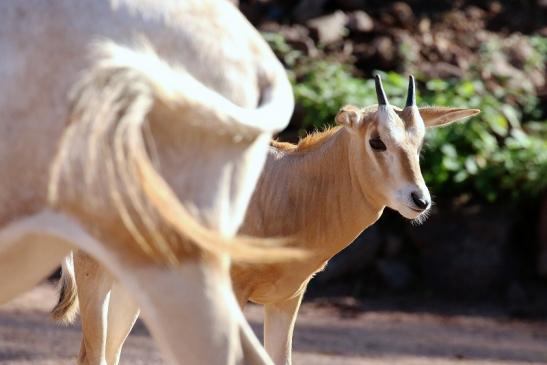 Säbelantilope mit Nachwuchs Zoo Vivarium Darmstadt 2019