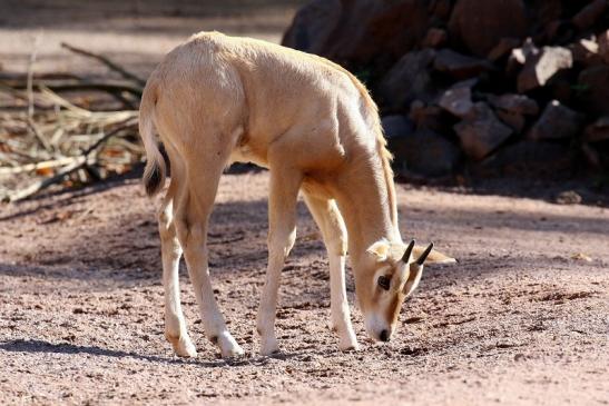 Säbelantilope Nachwuchs Zoo Vivarium Darmstadt 2019