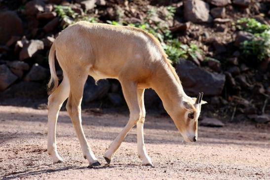 Säbelantilope Jungtier Zoo Vivarium Darmstadt 2019