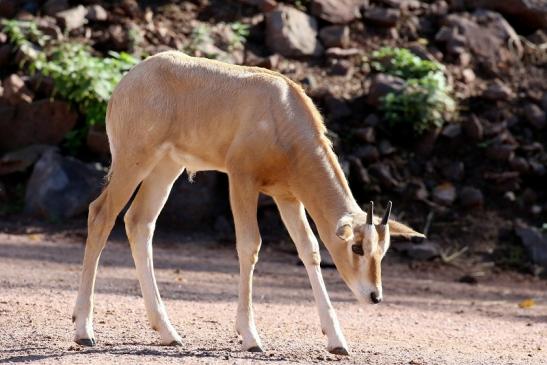 Säbelantilope Nachwuchs Zoo Vivarium Darmstadt 2019