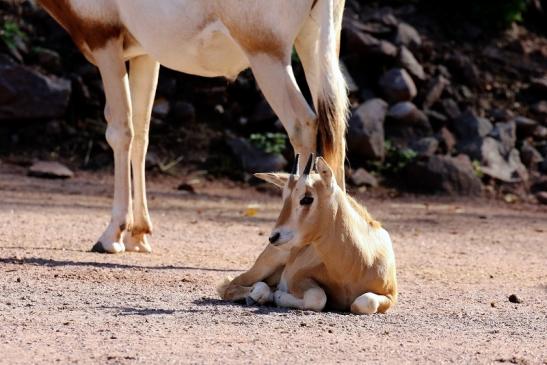 Säbelantilope mit Nachwuchs Zoo Vivarium Darmstadt 2019