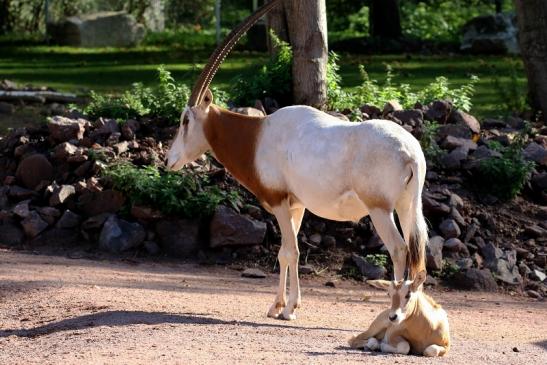 Säbelantilope mit Nachwuchs Zoo Vivarium Darmstadt 2019