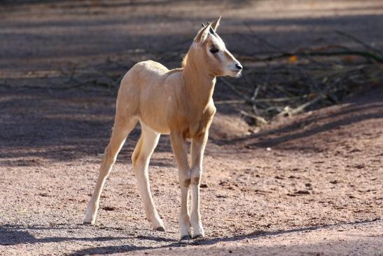 Säbelantilope Nachwuchs Zoo Vivarium Darmstadt 2019