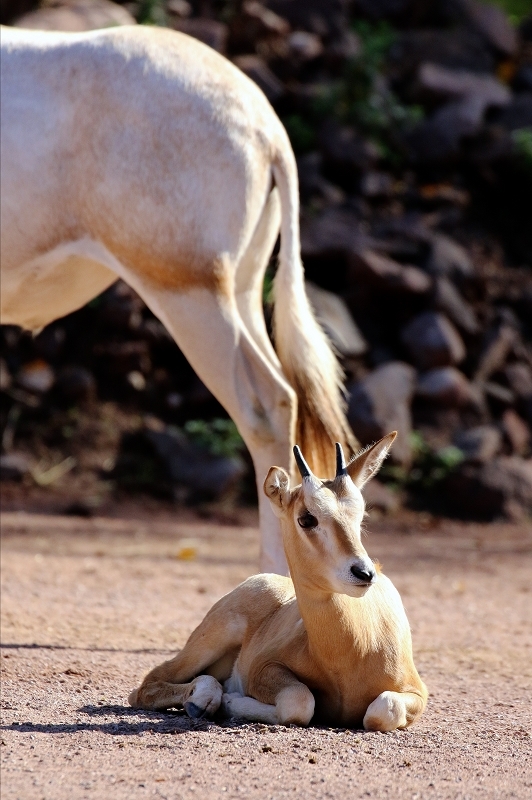 Säbelantilope mit Jungtier Zoo Vivarium Darmstadt 2019
