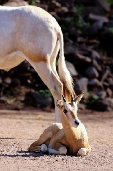 Säbelantilope mit Jungtier Zoo Vivarium Darmstadt 2019