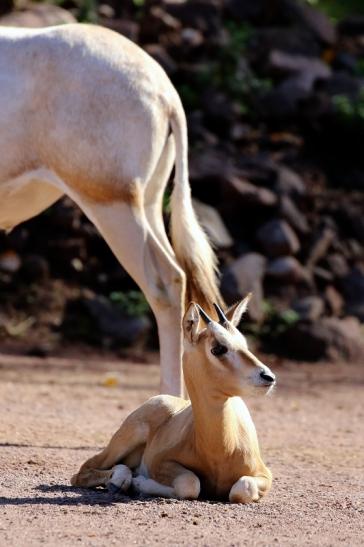 Säbelantilope mit Jungtier Zoo Vivarium Darmstadt 2019