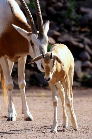 Säbelantilope mit Jungtier Zoo Vivarium Darmstadt 2019