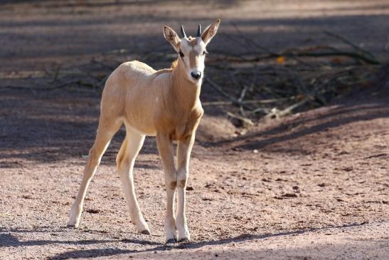 Säbelantilope Jungtier Zoo Vivarium Darmstadt 2019