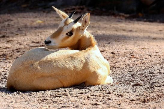 Foto des Monats Juli 2023 Säbelantilope Erster Nachwuchs Zoo Vivarium Darmstadt