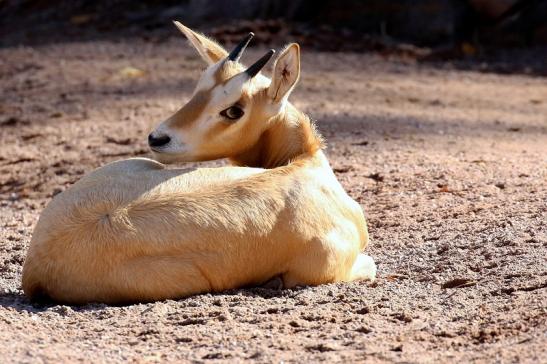 Säbelantilope Nachwuchs Zoo Vivarium Darmstadt 2019