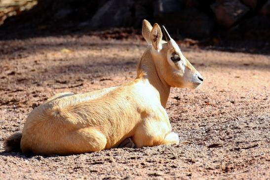 Säbelantilope Nachwuchs Zoo Vivarium Darmstadt 2019