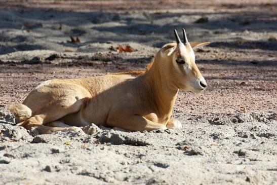 Säbelantilope Nachwuchs Zoo Vivarium Darmstadt 2019