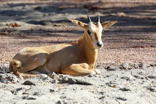 Säbelantilope Nachwuchs Zoo Vivarium Darmstadt 2019