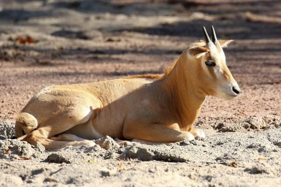 Säbelantilope Jungtier Zoo Vivarium Darmstadt 2019