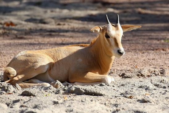 Säbelantilope Jungtier Zoo Vivarium Darmstadt 2019