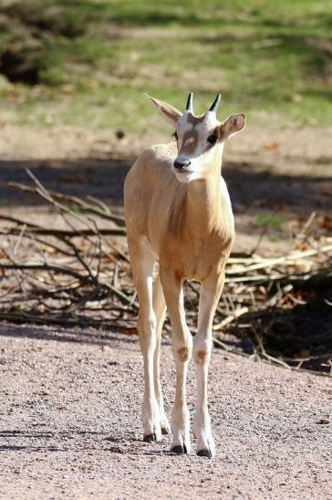 Säbelantilope Nachwuchs Zoo Vivarium Darmstadt 2019