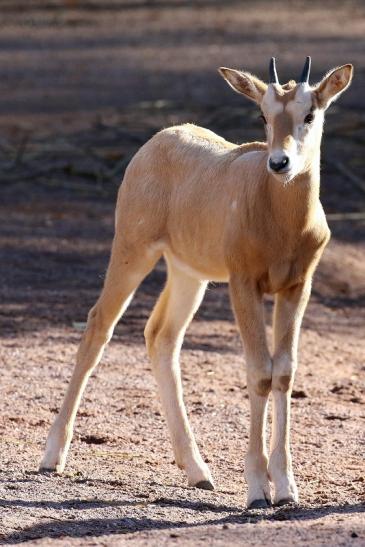 Säbelantilope Nachwuchs Zoo Vivarium Darmstadt 2019