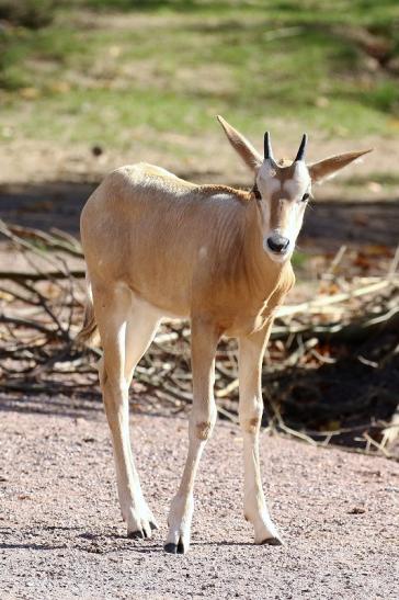 Säbelantilope Nachwuchs Zoo Vivarium Darmstadt 2019