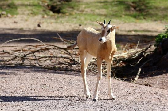 Säbelantilope Jungtier Zoo Vivarium Darmstadt 2019