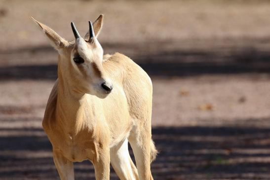 Säbelantilope Jungtier Zoo Vivarium Darmstadt 2019