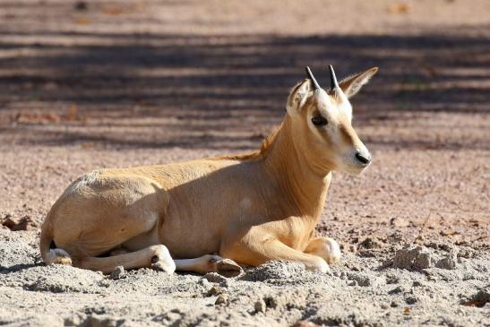 Säbelantilope Nachwuchs Zoo Vivarium Darmstadt 2019