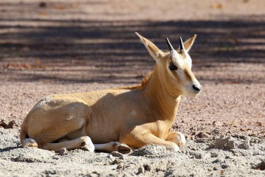 Säbelantilope Jungtier Zoo Vivarium Darmstadt 2019