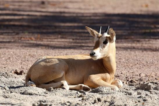 Säbelantilope Nachwuchs Zoo Vivarium Darmstadt 2019