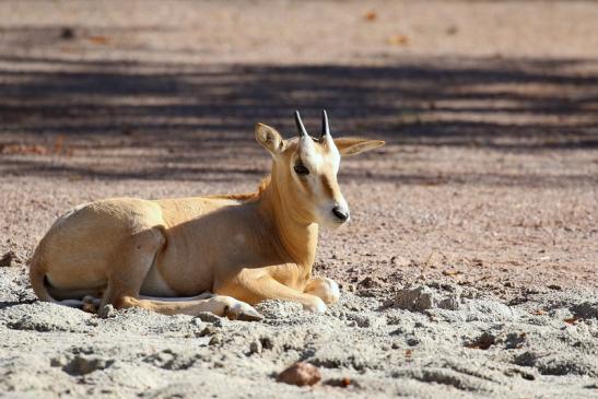 Säbelantilope Nachwuchs Zoo Vivarium Darmstadt 2019