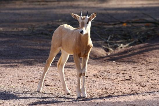 Säbelantilope Jungtier Zoo Vivarium Darmstadt 2019