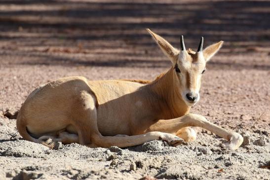 Säbelantilope Nachwuchs Zoo Vivarium Darmstadt 2019