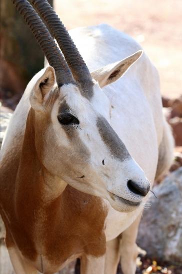 Säbelantilope Zoo Vivarium Darmstadt 2019